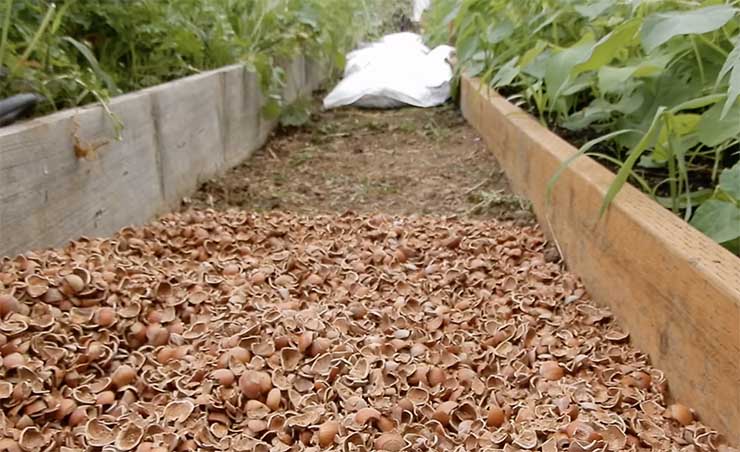 Using Crushed Nut Shells as Mulch