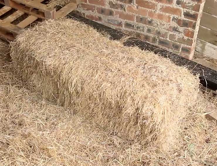 Using Hay as Mulch