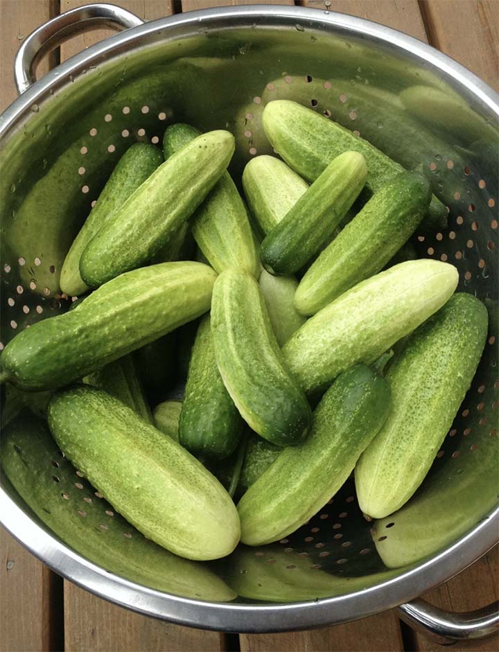 Vorgebirgstrauben cucumbers