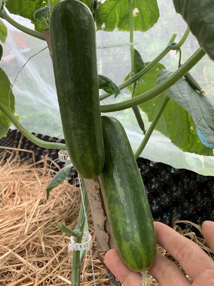 when to harvest cucumbers?
