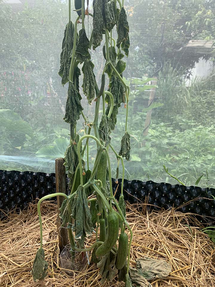 Overwatering caused root rot on my cucumber plants, even though they were producing fruits really well. This happened after a long period of rainy days.