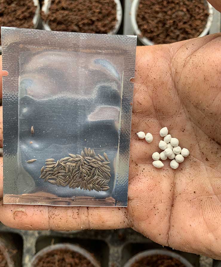 Normal lettuce seeds ( left side) vs. pelleted lettuce seeds ( right side).