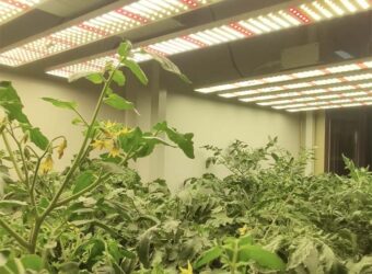 The 3 Best Grow Lights for Tomatoes