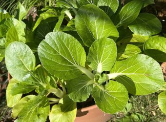 15 Companion Plants For Bok Choy – And 5 To Keep Separate 