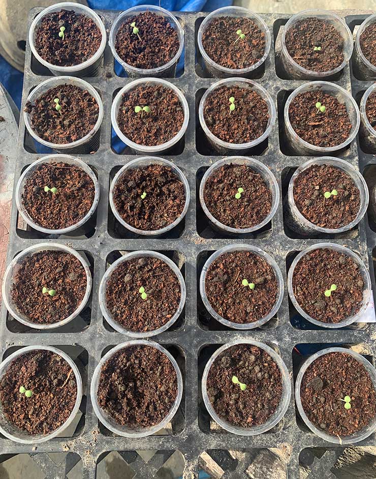 Here's my romaine seedlings after 2 days from germination
