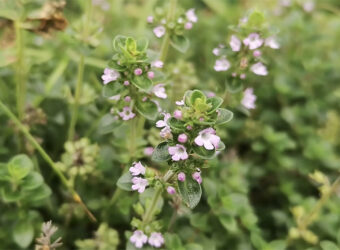 Thyme Companion Plants – The 15 Best and 5 Worst Plants
