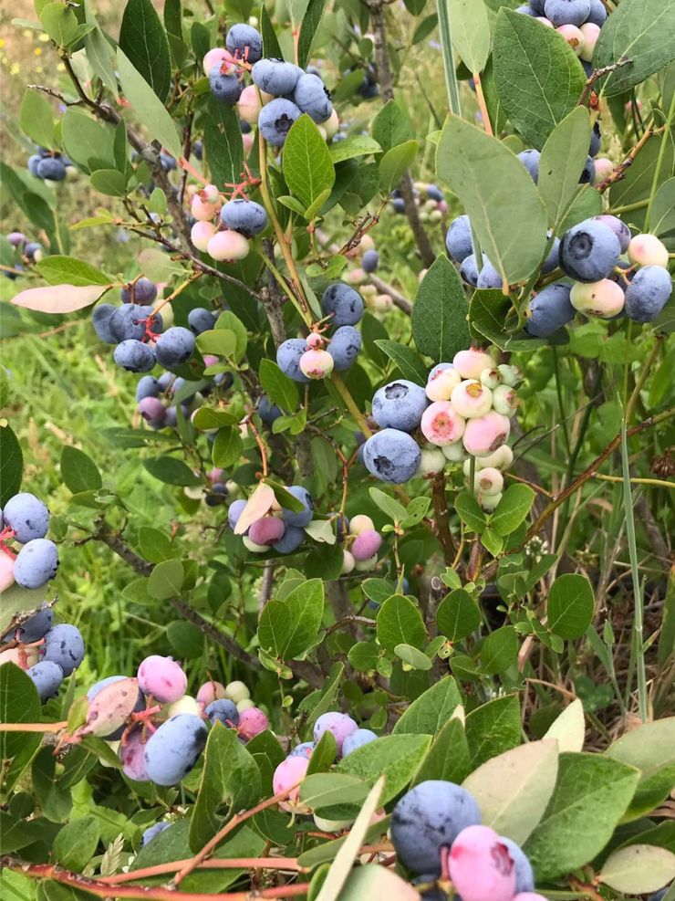 Blueberries growing stages