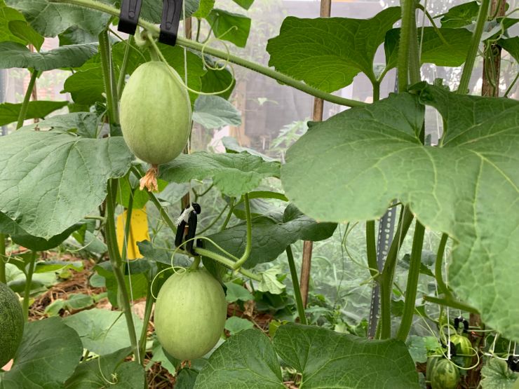 Cantaloupe Growing Stages