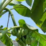 Banana tree growing stages