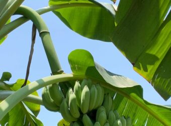 The 6 Growing Stages of Banana Tree