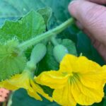 How to hand pollinating cantaloupe?