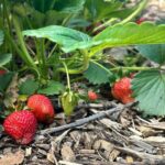 Strawberry growing stages