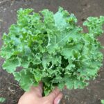 When and How to Harvest Kale?