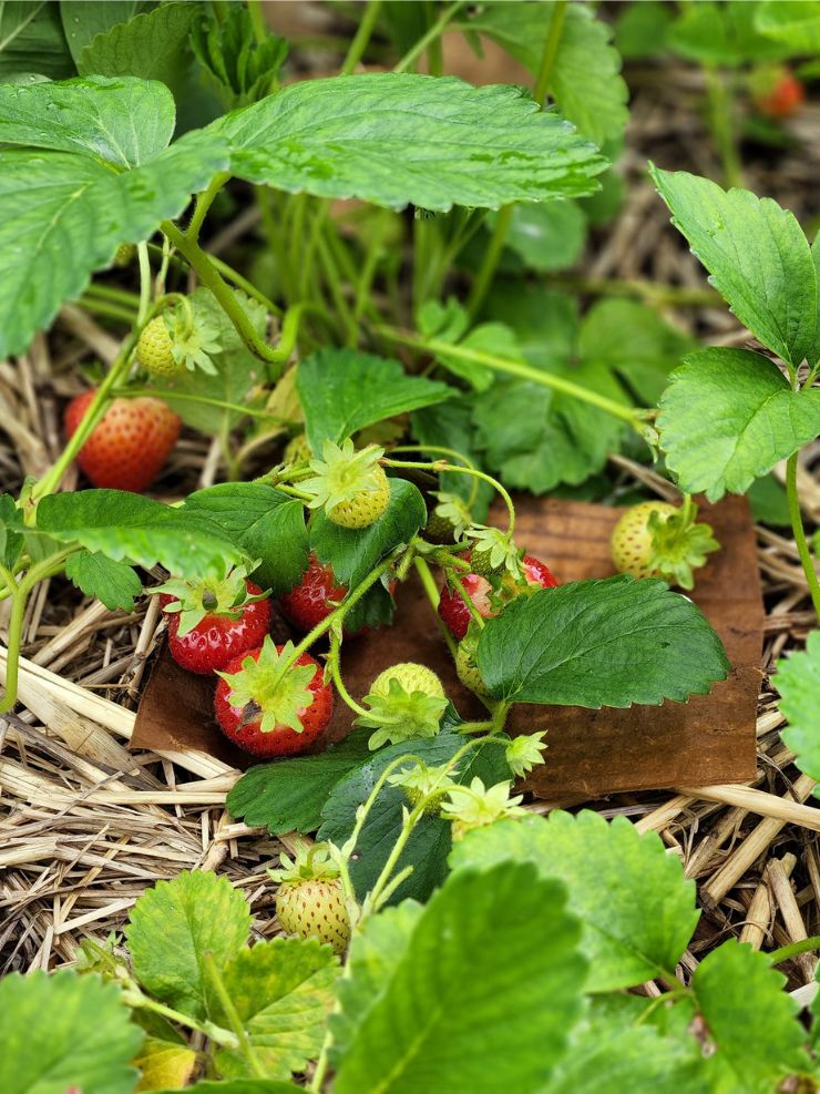 When and How to harvest strawberries?