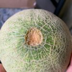 When to harvest cantaloupe?