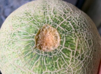 When To Harvest Cantaloupe?