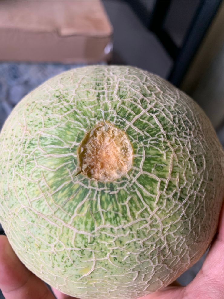 When to harvest cantaloupe?