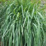 How to harvest and store lemongrass properly?