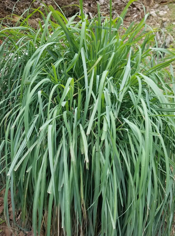 How to harvest and store lemongrass properly?