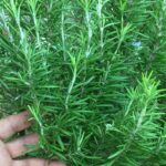 When, How to harvest and store rosemary?