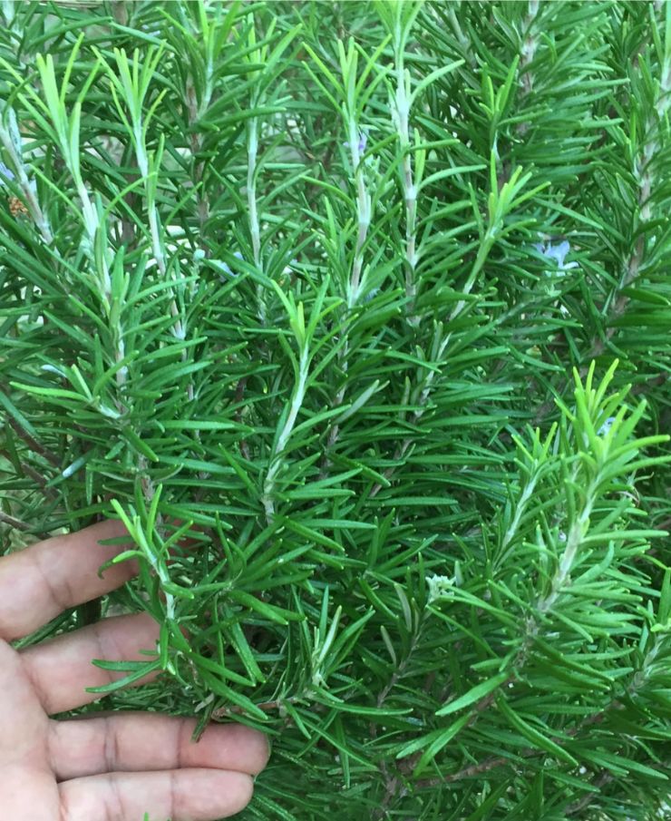 When, How to harvest and store rosemary?
