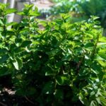 When and How to Harvest and Store Mint