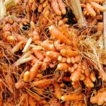 When and how to harvest and store turmeric?