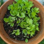 Best herbs to grow in small pots