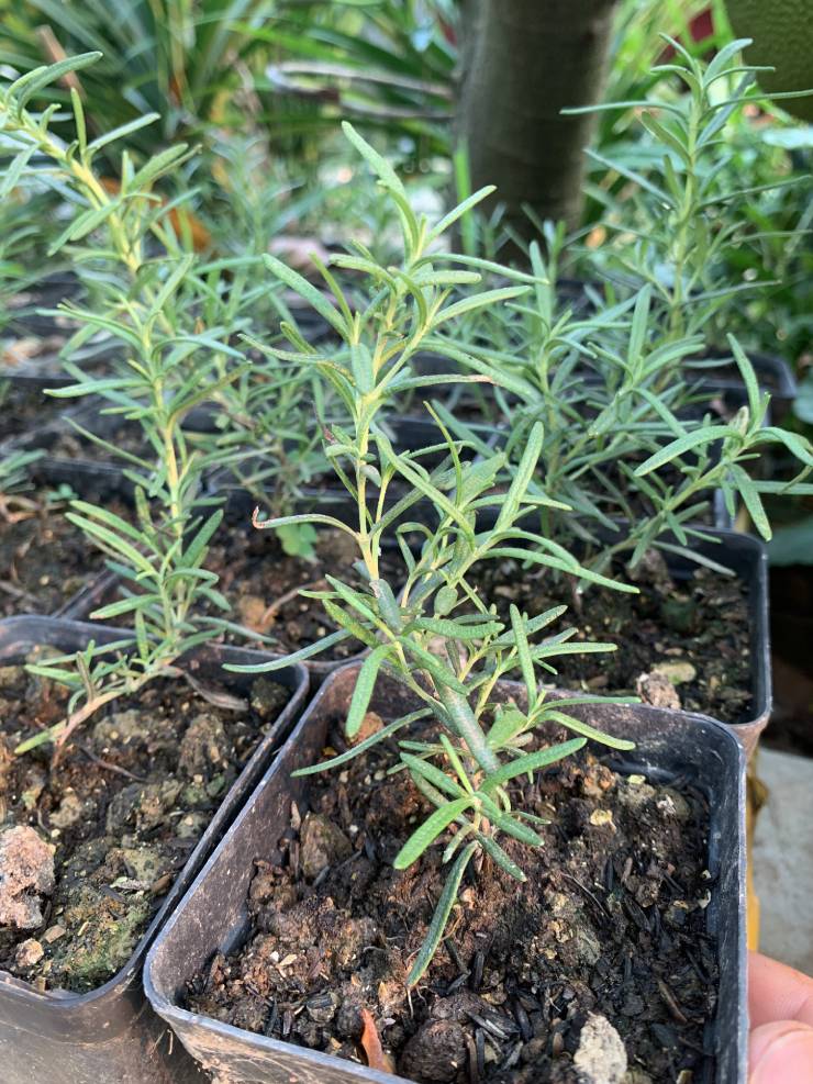 best soil for rosemary