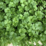 how-to-grow-herbs-in-pots-outdoors