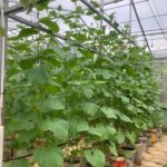 Best Trellis for Cantaloupe