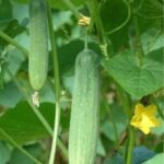 How to grow vegetables vertically?
