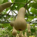 Top 21 Vegetables to Grow Vertically